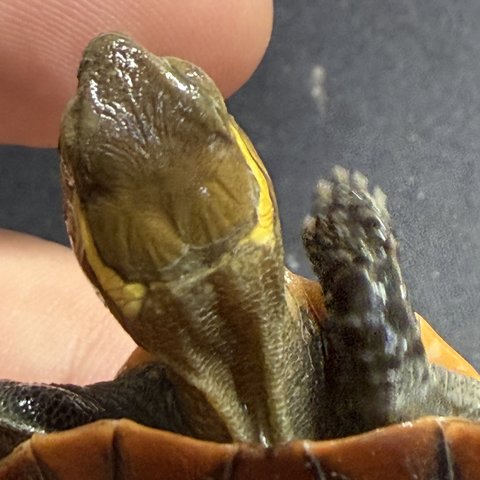 头纹