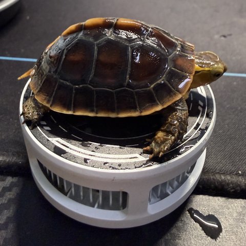 侧视