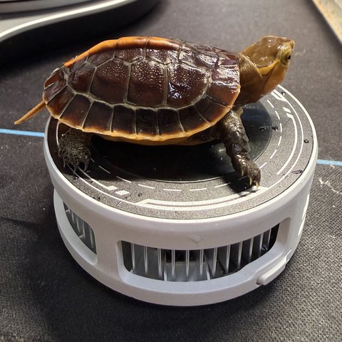侧视