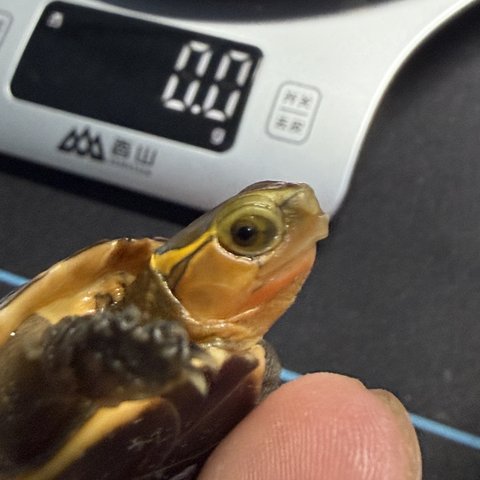 脸色