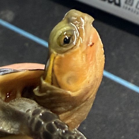 脸色