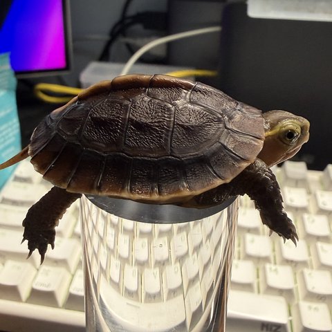 侧视