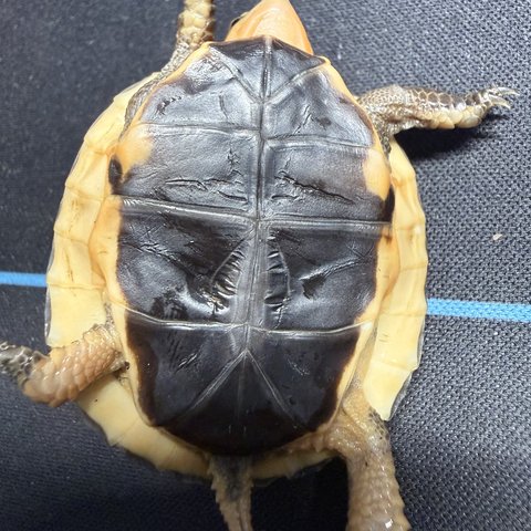 底板