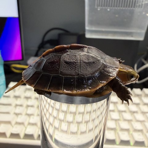 侧视