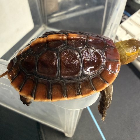 侧视