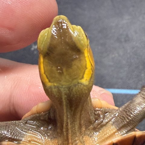 头纹