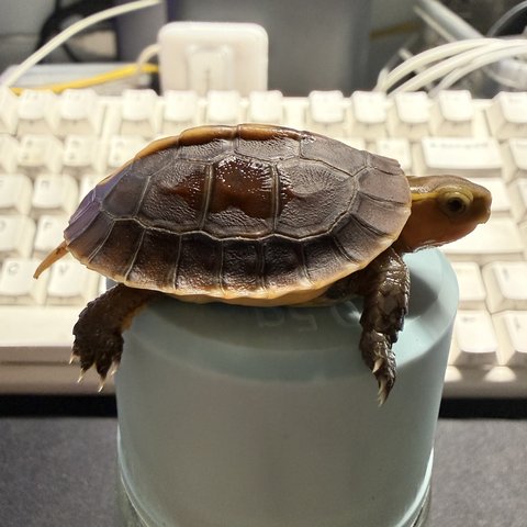 侧视