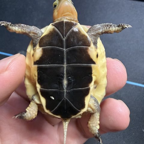 底板