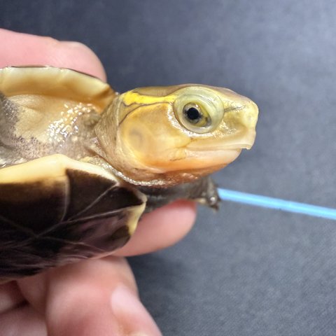 脸色
