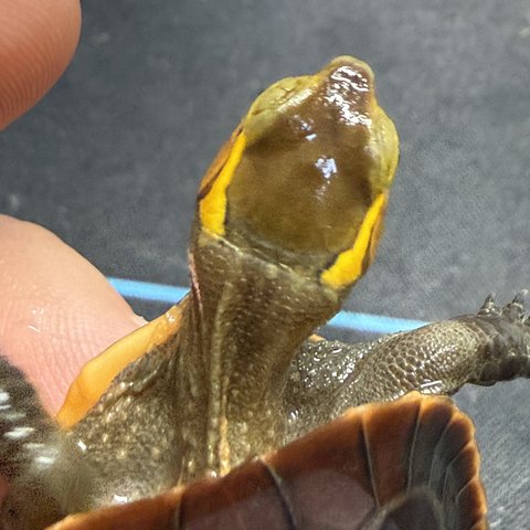 头纹