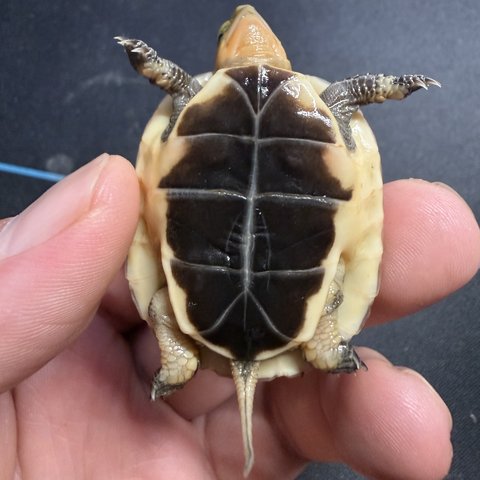 底板