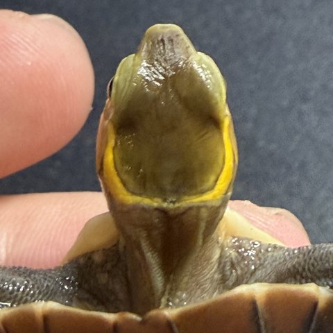 头纹