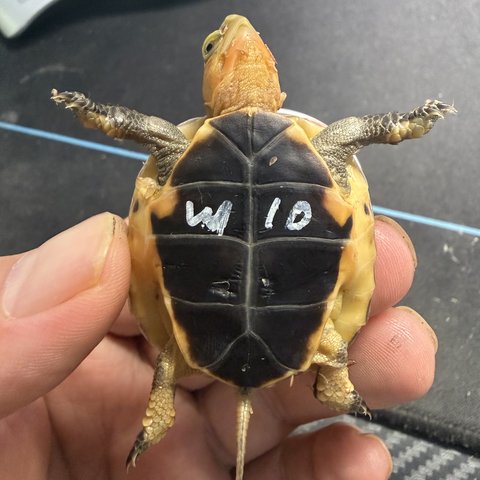 底板