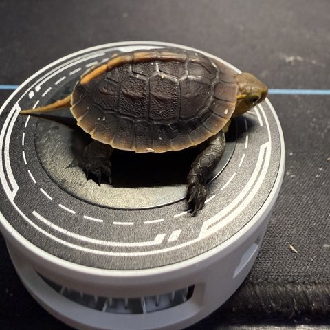 侧视