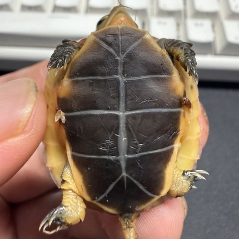 底板
