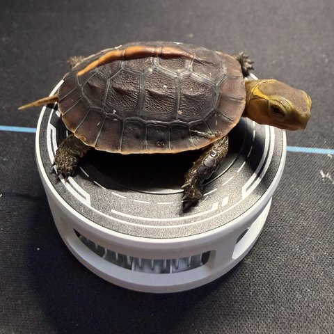 侧视