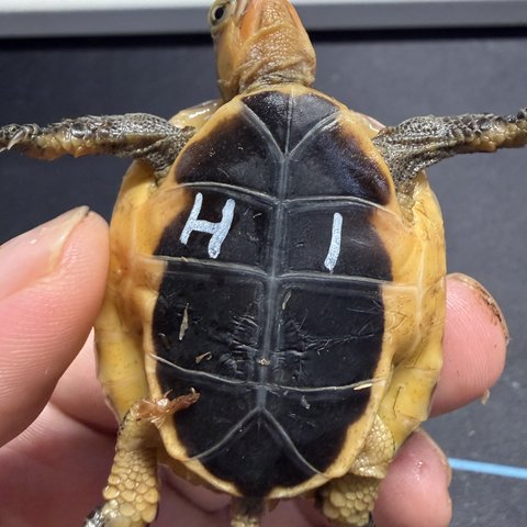 底板