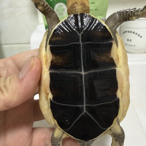 底板