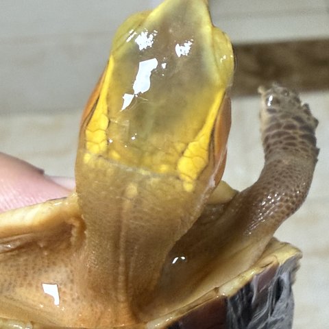头纹