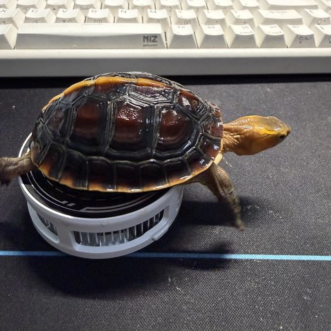 侧视