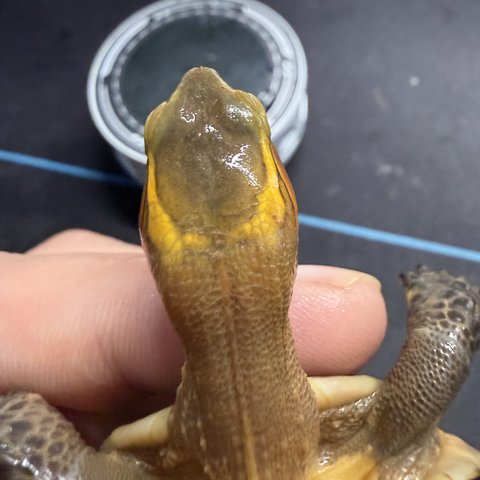 头纹