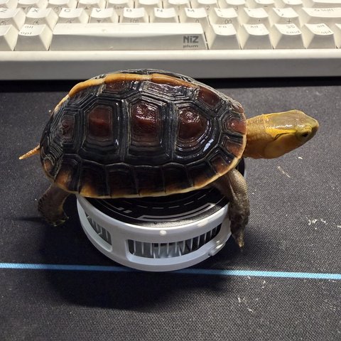 侧视