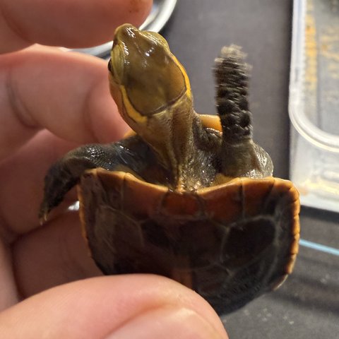 头纹