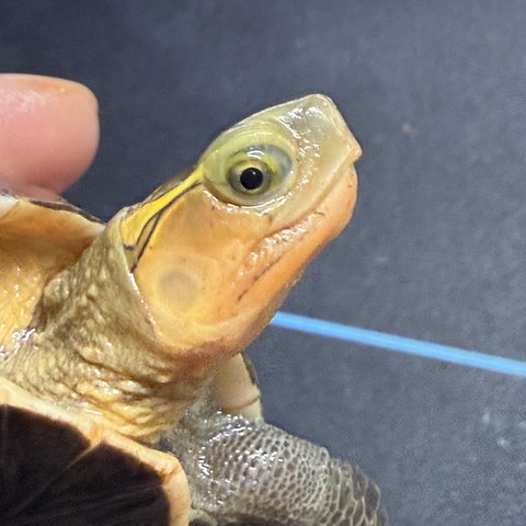 脸色