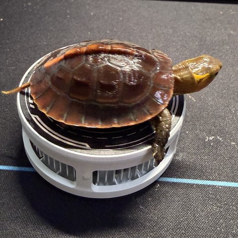 侧视