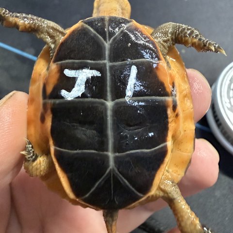 底板