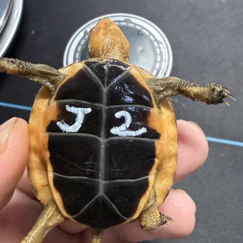 底板