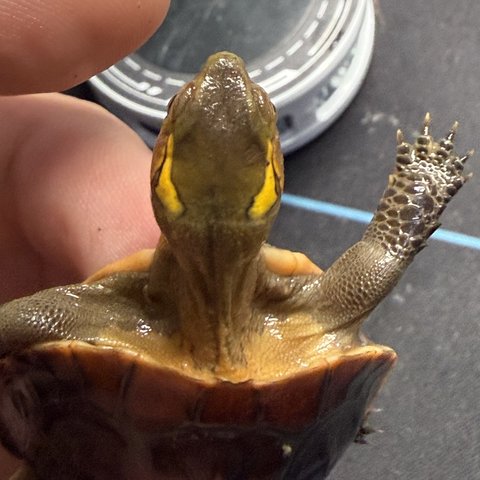 头纹