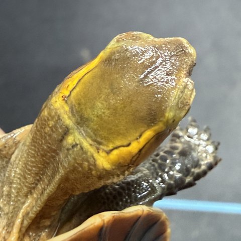 头纹