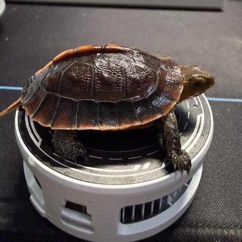 侧视